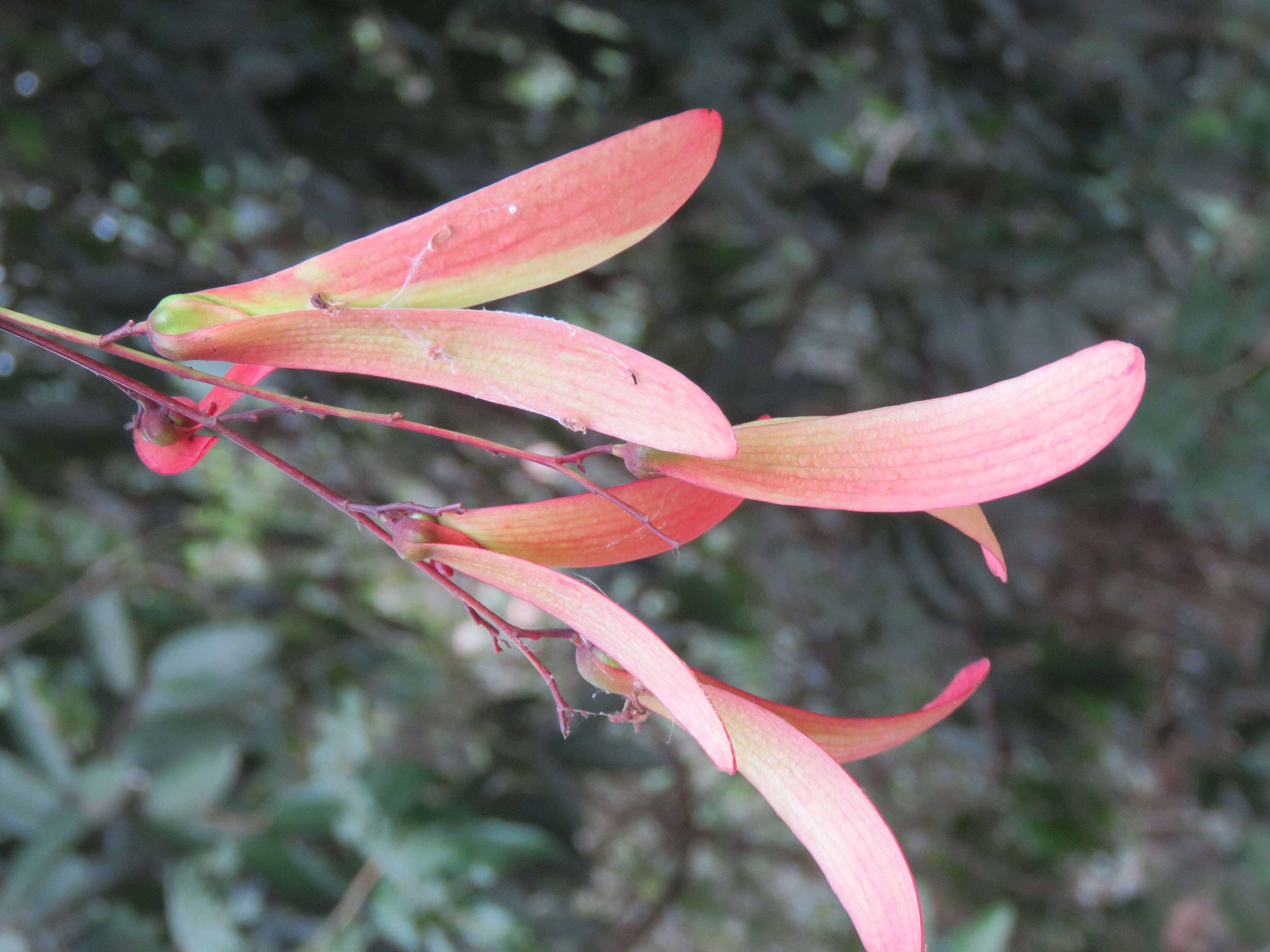 Image of Hopea ponga (Dennst.) D. J. Mabberley