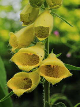 Imagem de Digitalis grandiflora Mill.