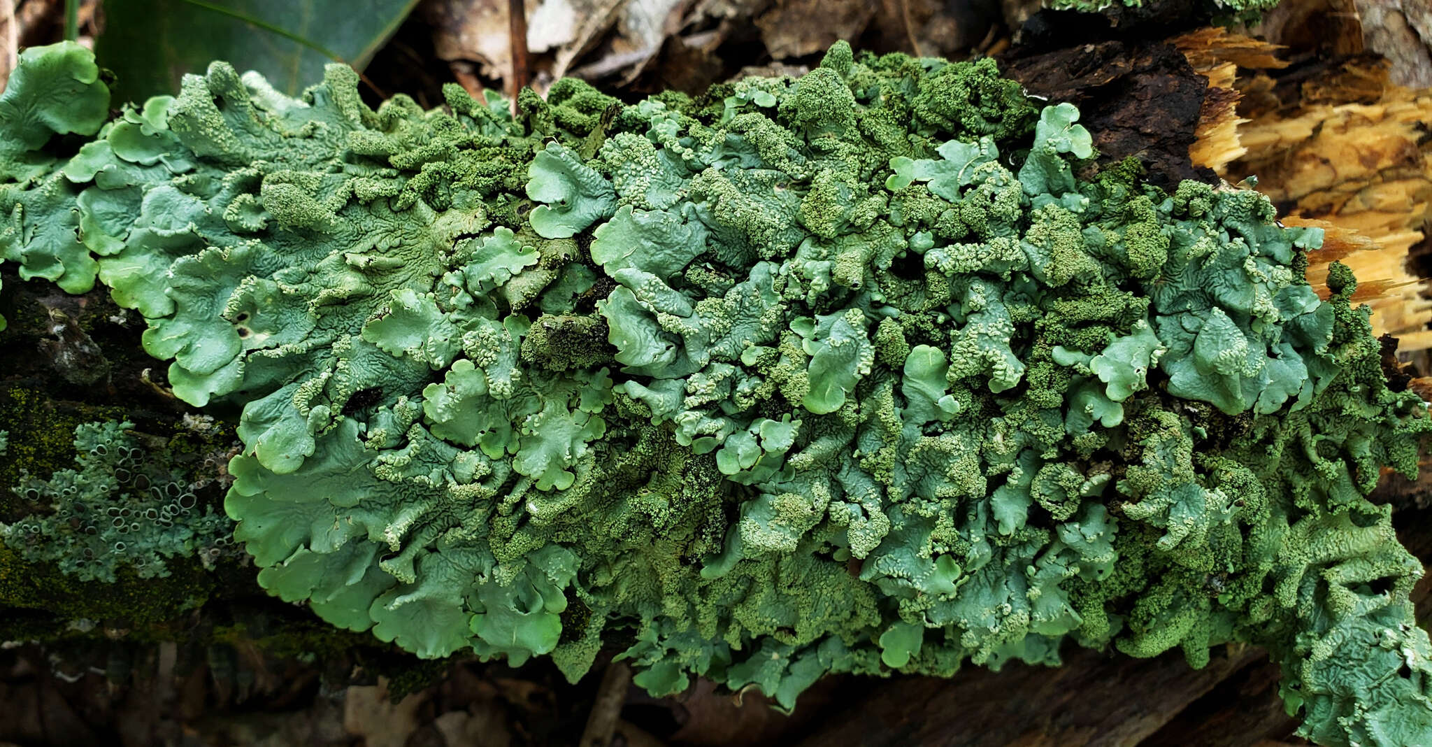 Image of Common greenshield lichen