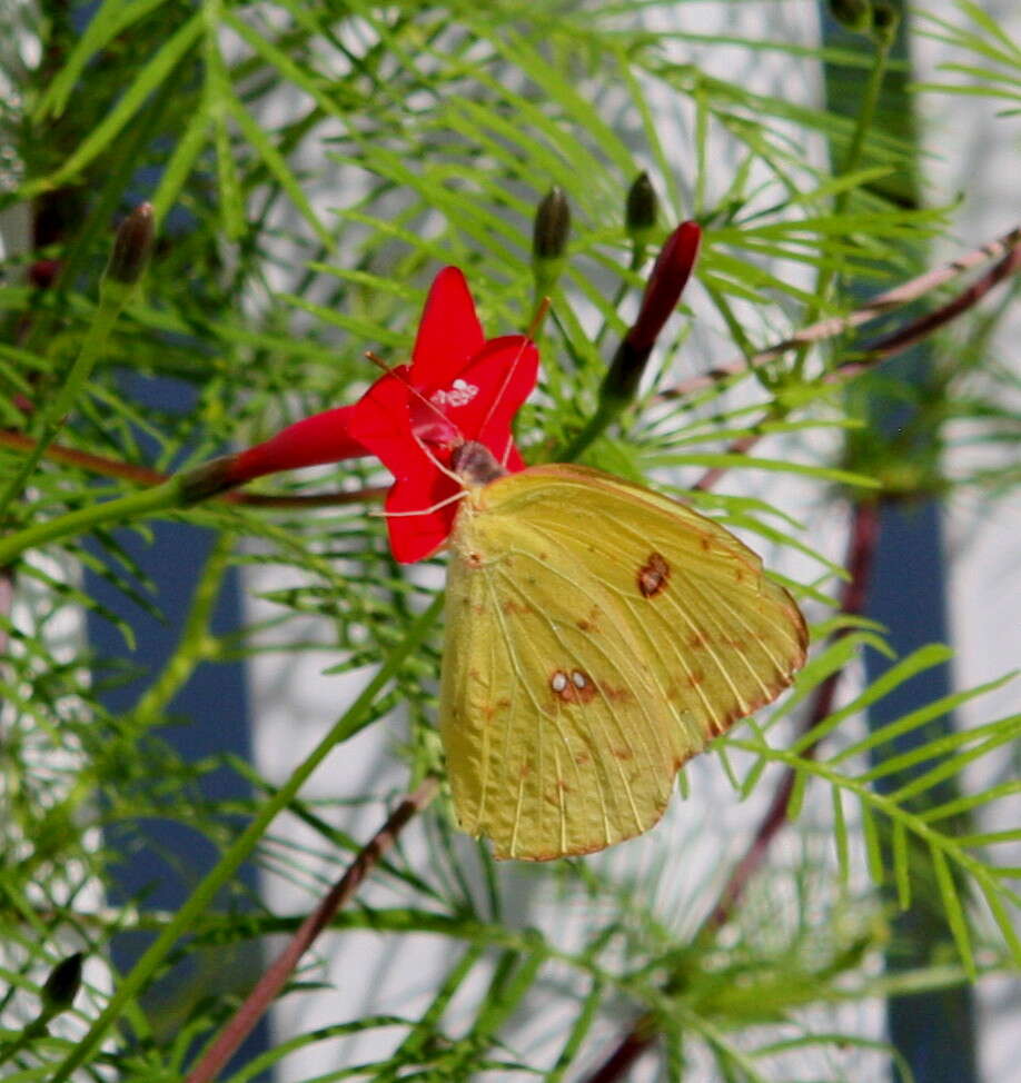 Image of Cypress Vine