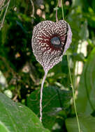 Image of pelicanflower