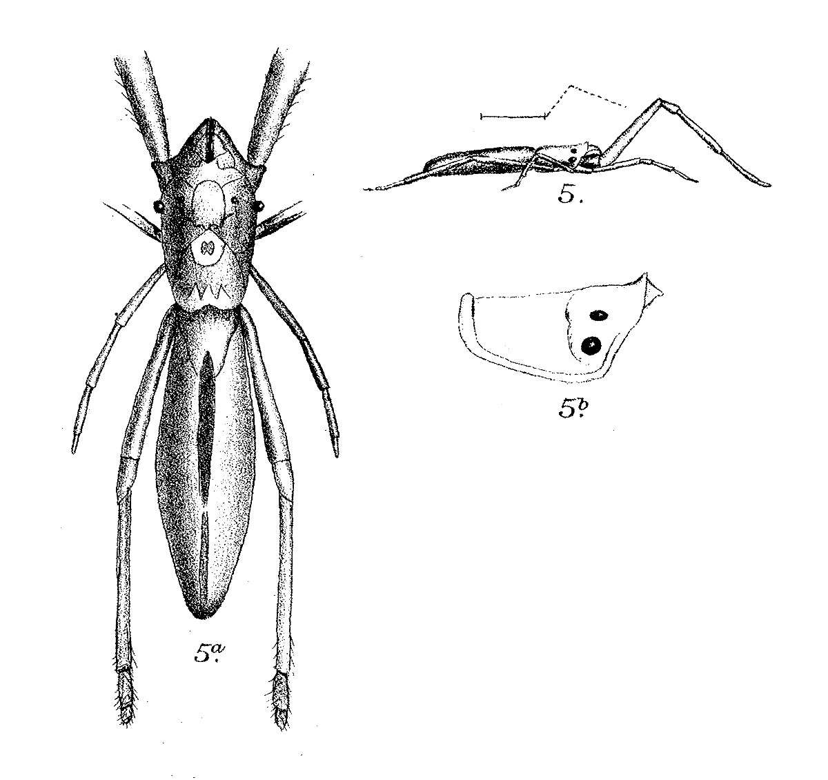 Image of Miagrammopes