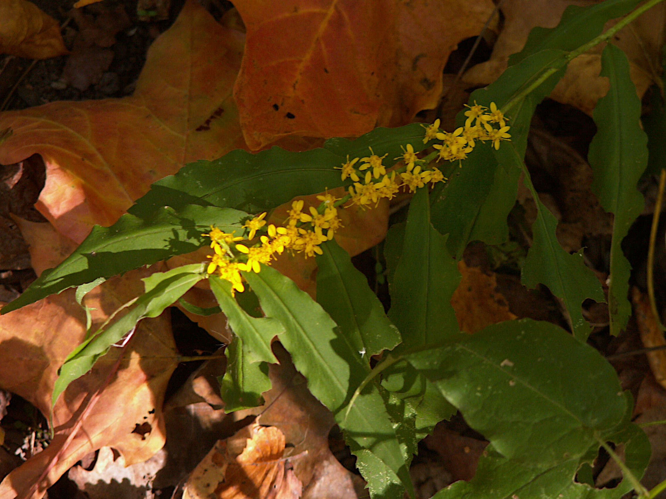 Image of wreath goldenrod