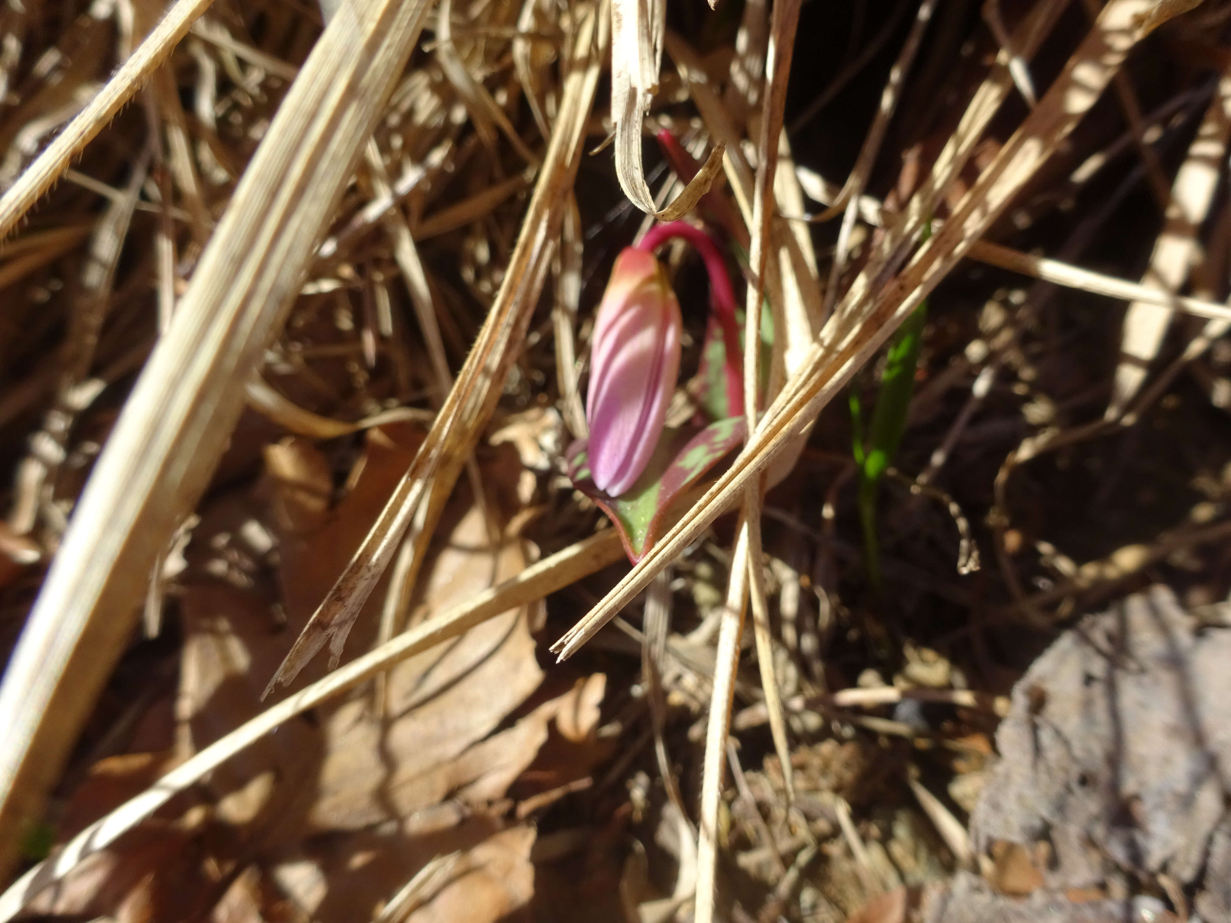 Image of Dog tooth lily