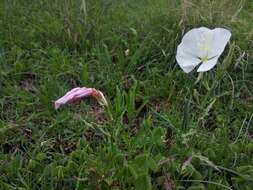 Imagem de Oenothera tetraptera Cav.