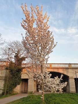 Image of Bird Cherry