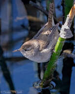 Image of Marsh Wren