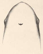 Image of Snubfin Dolphins