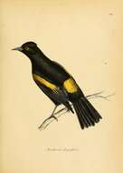 Image of Golden-winged Cacique