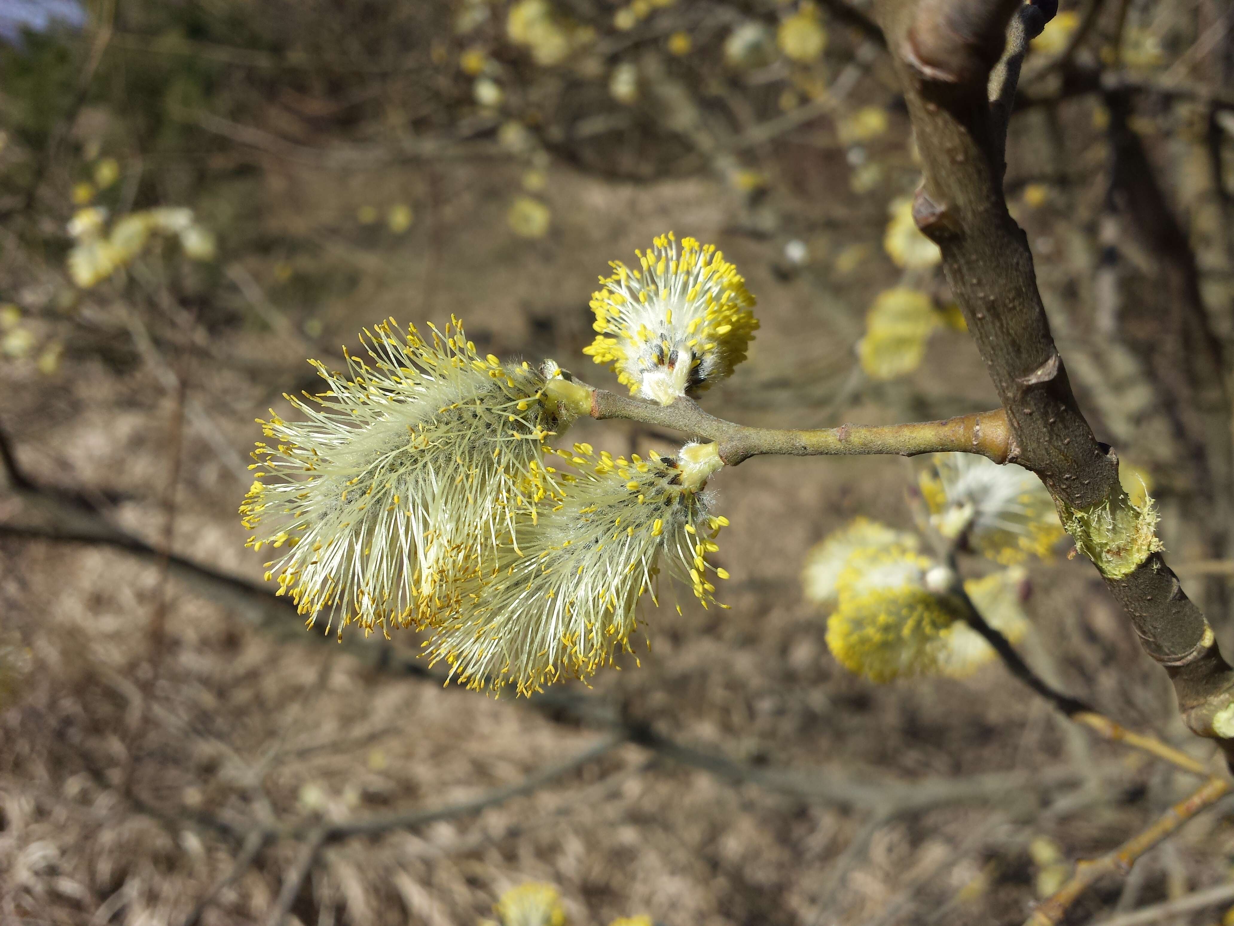 Image of goat willow