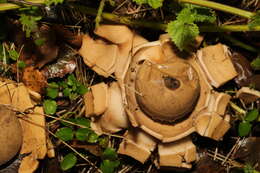 Image of Collared Earthstar