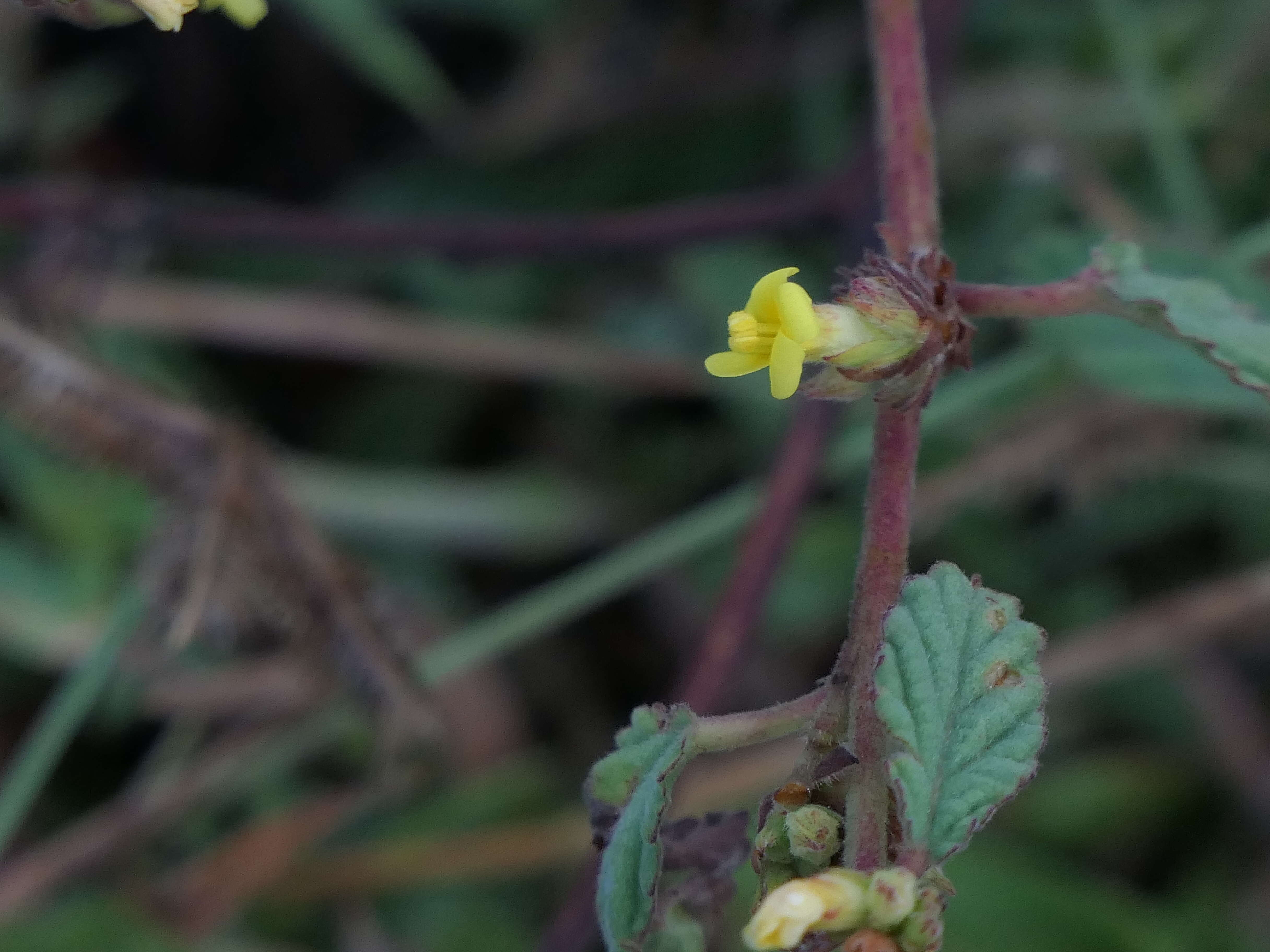 Imagem de Waltheria indica L.