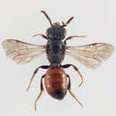 Image of Geoffroy's Blood Bee