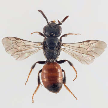 Sphecodes geoffrellus (Kirby 1802) resmi