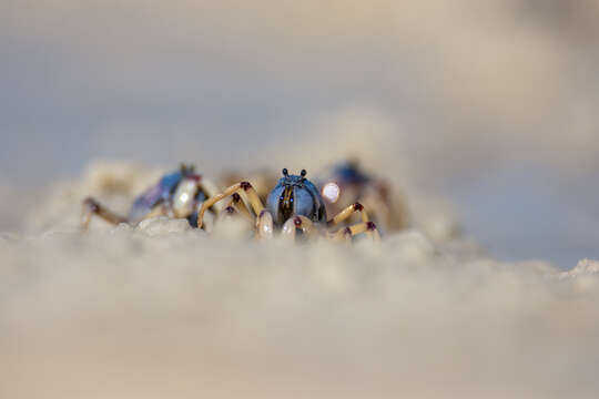 Image of Light-blue Soldier Crab