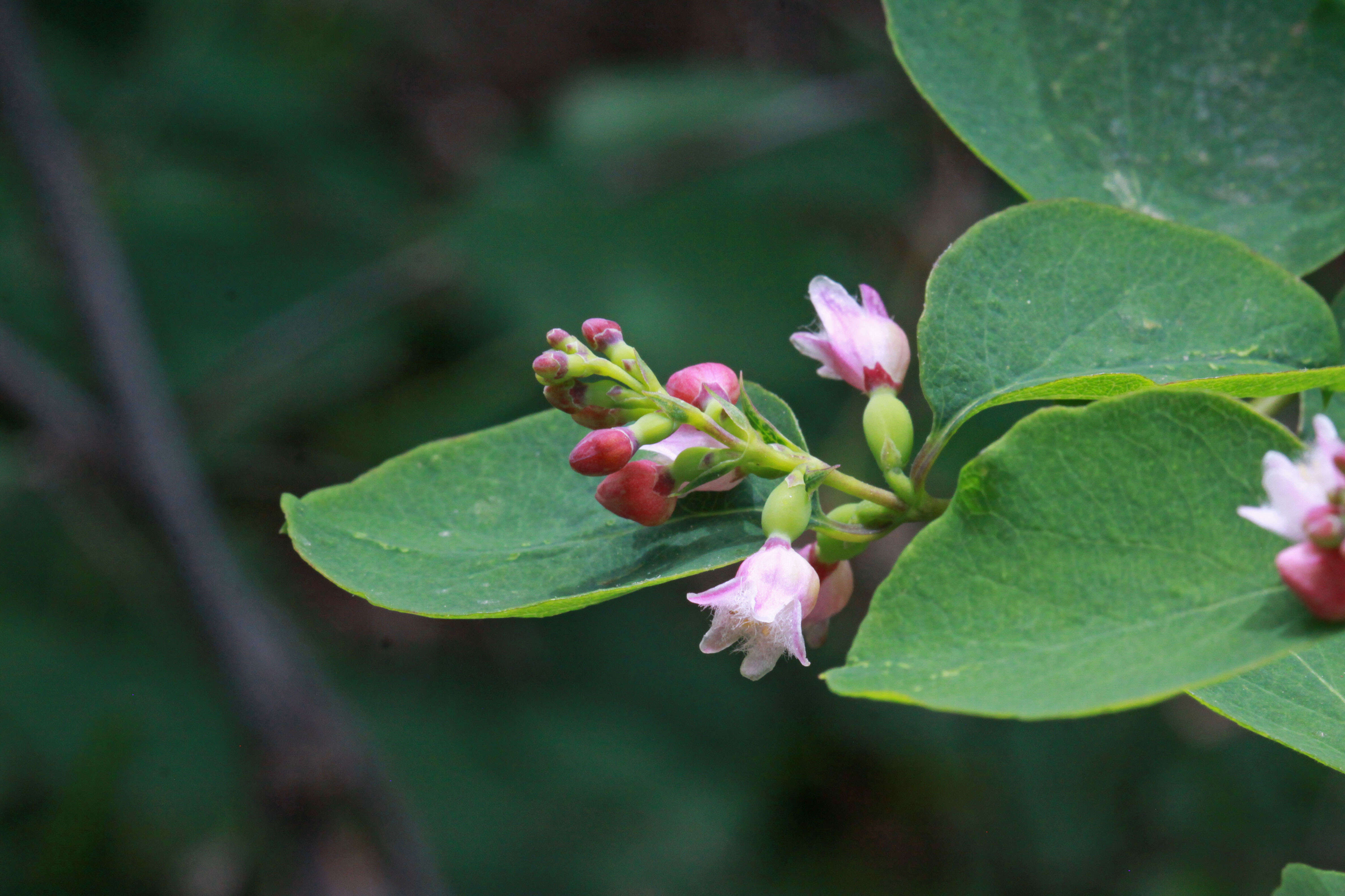 Image of western snowberry