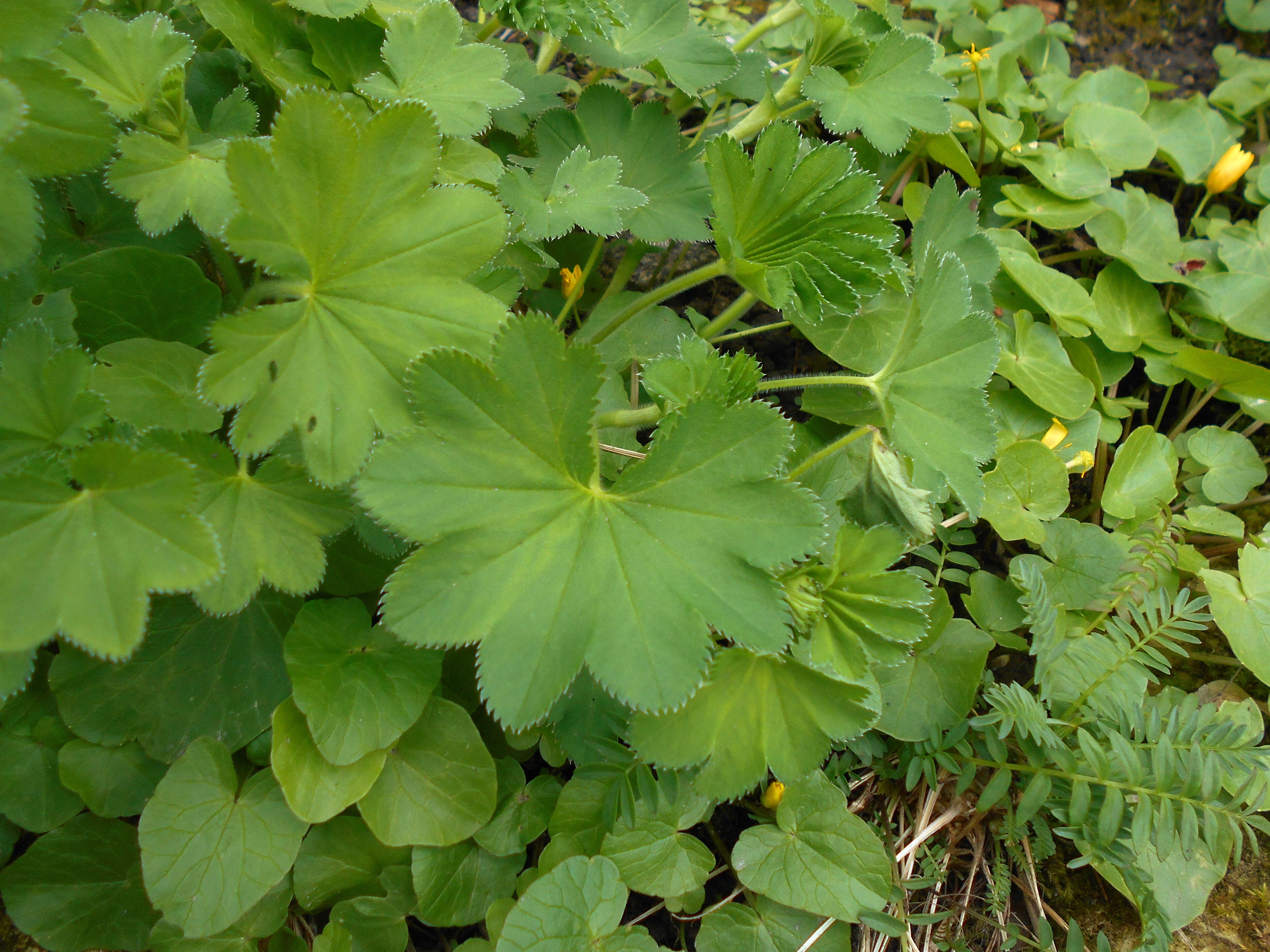 Image of hairy lady's mantle