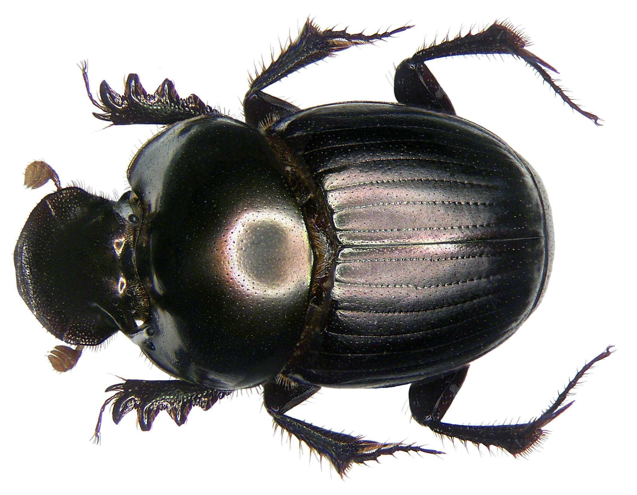 Image of Onthophagus (Colobonthophagus) dama (Fabricius 1798)