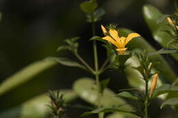 Plancia ëd Barleria prionitis L.