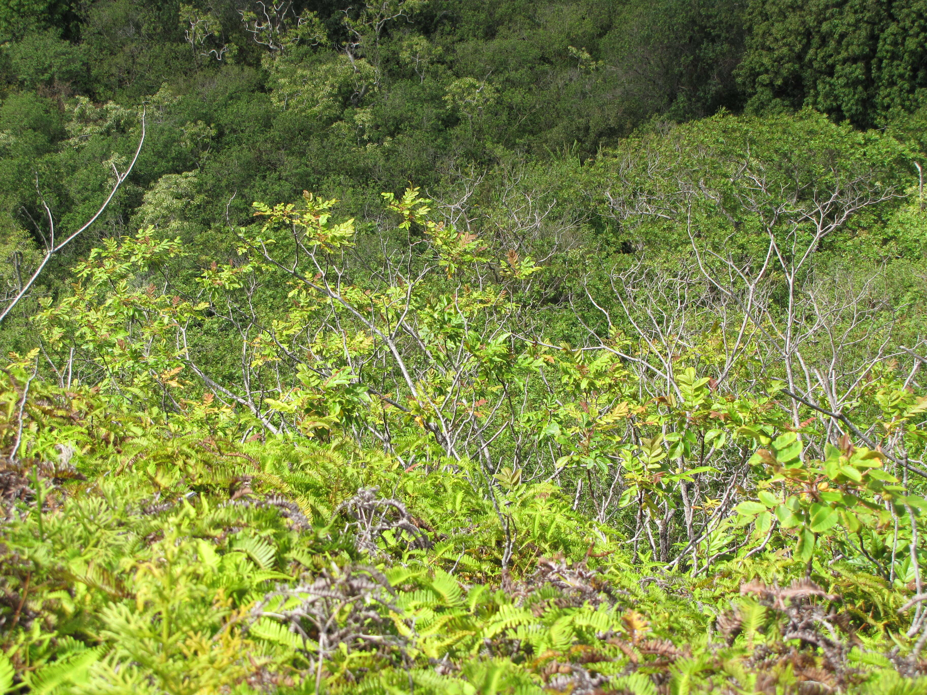 Sivun Rhus sandwicensis A. Gray kuva