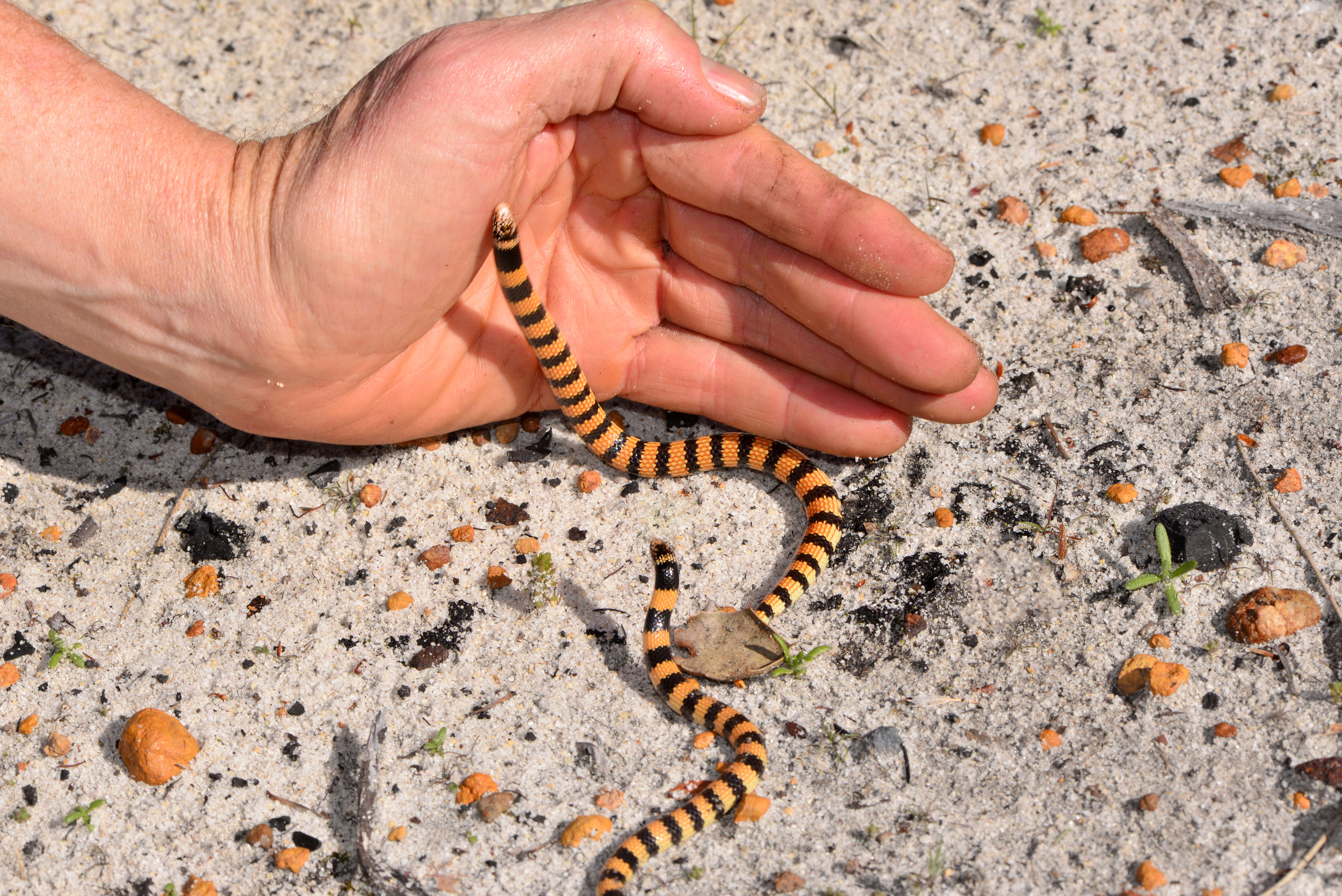 Image of Desert Banded Snake