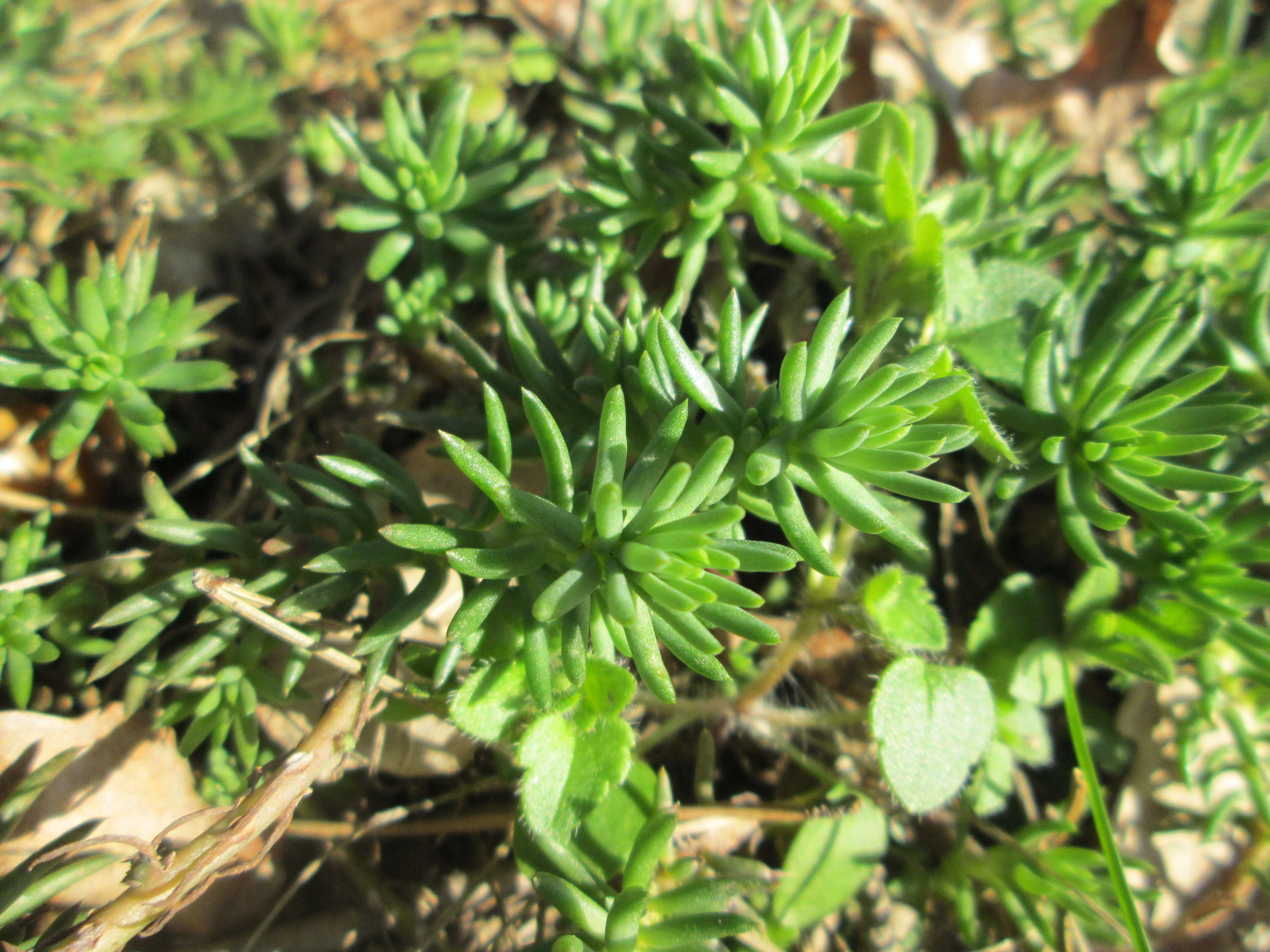 Слика од Petrosedum rupestre (L.) P. Heath