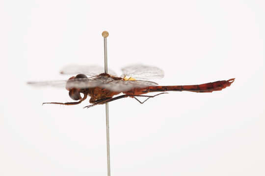 Image of Red Percher Dragonfly