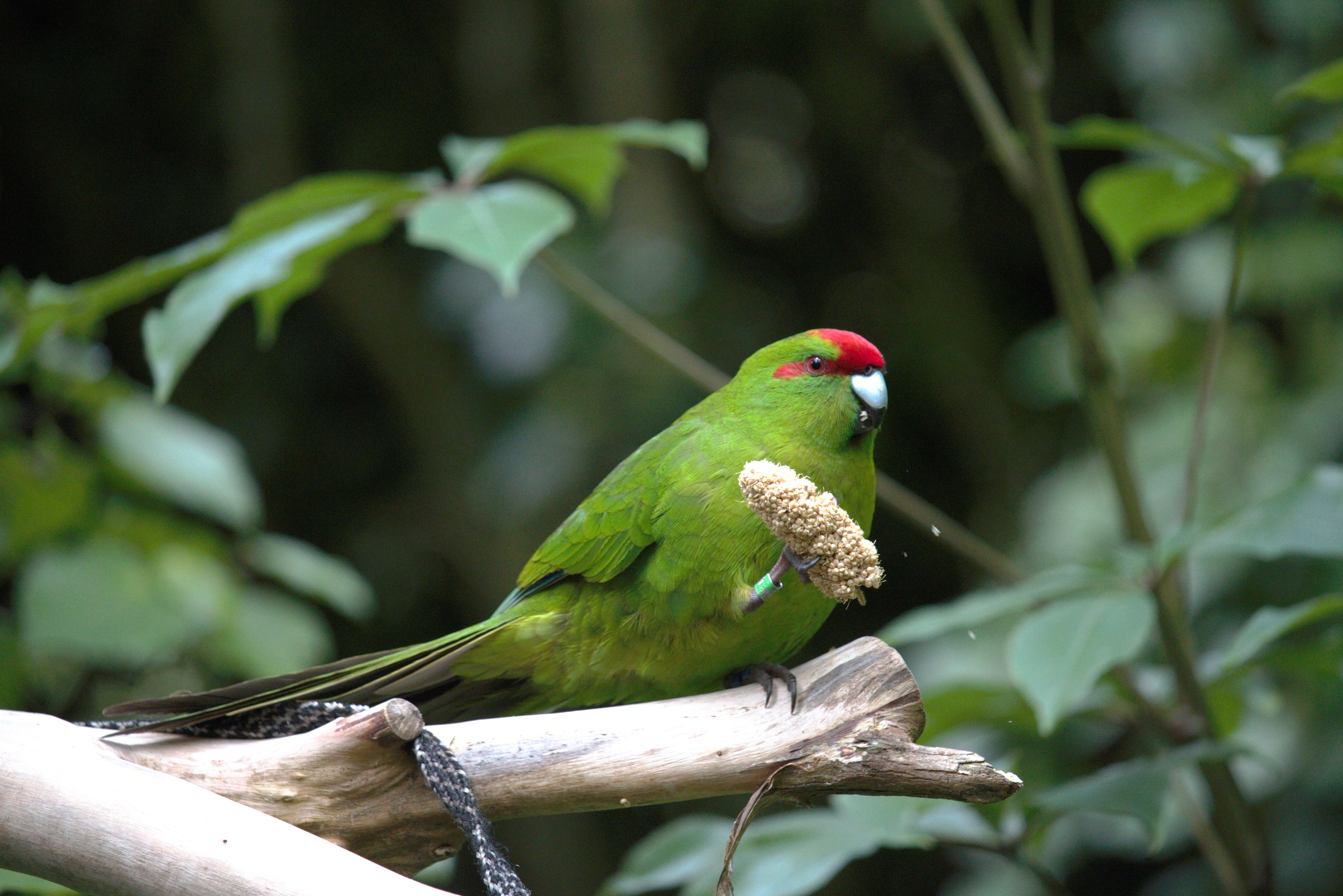 Image of Red-crowned Parakeet