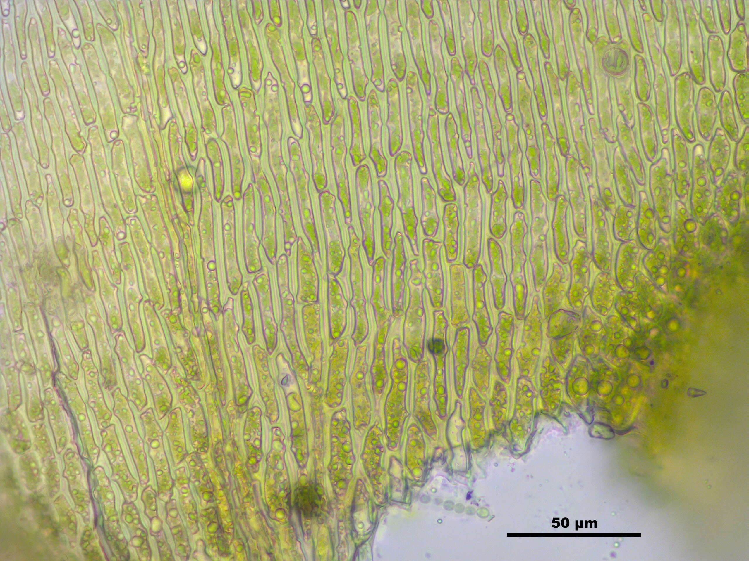 Слика од Campylium stellatum