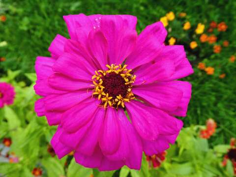 Image of ELEGANT ZINNIA