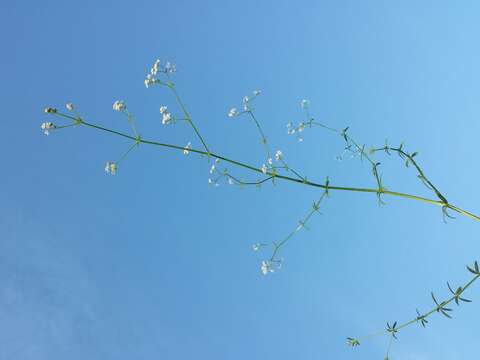 Imagem de Galium palustre L.