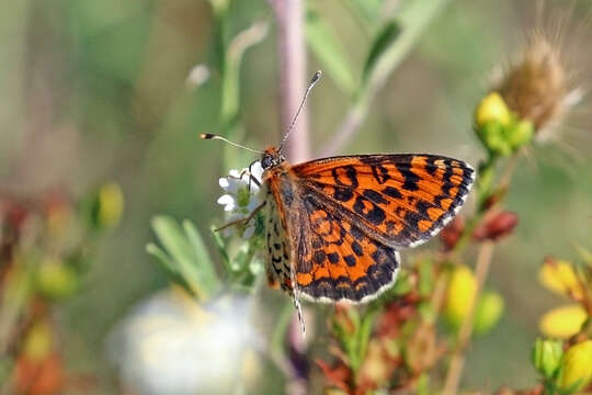 Image of Melitaea trivia