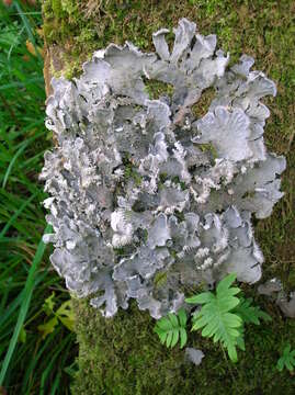 Image of felt lichen