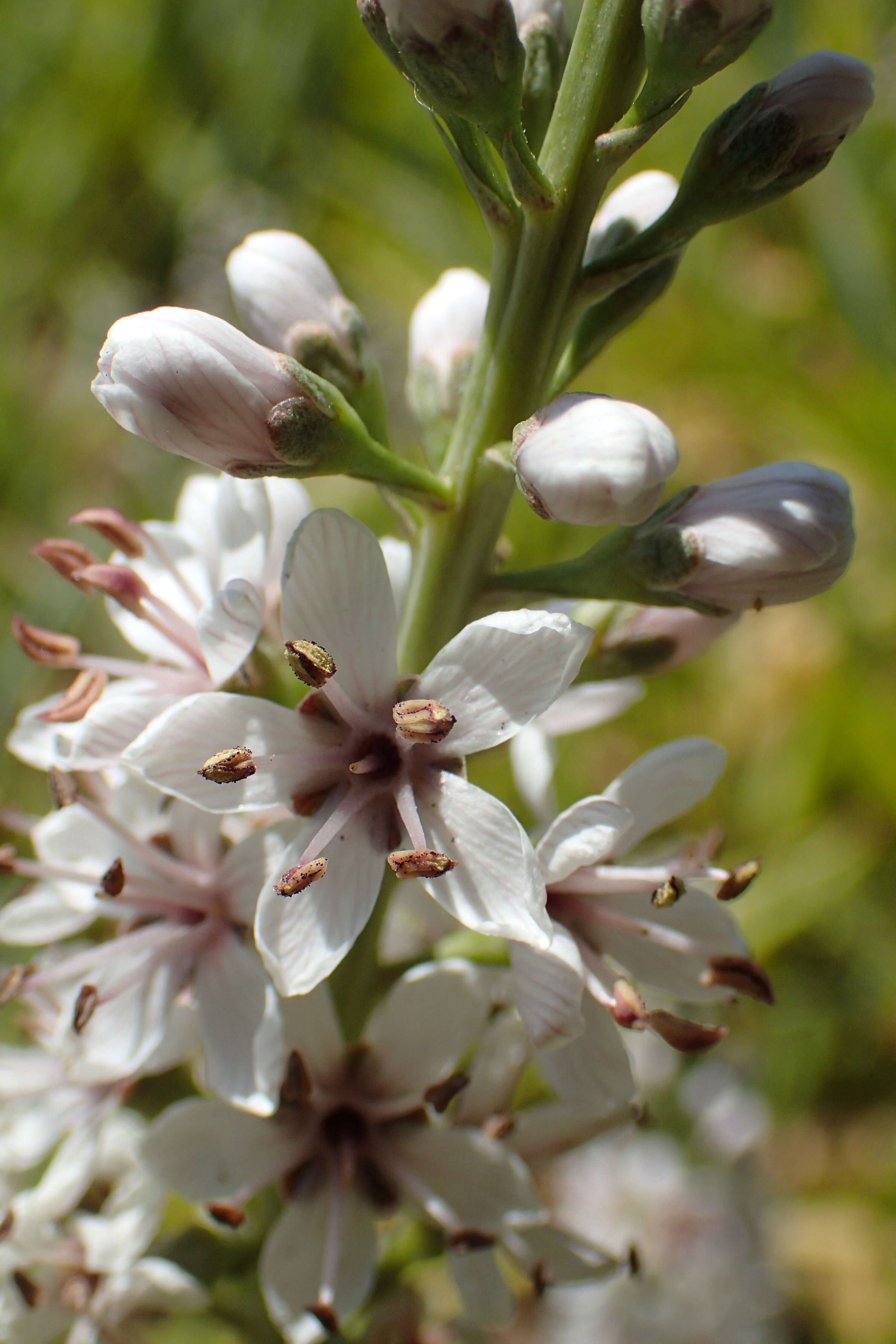 Image of Milky Loosestrife