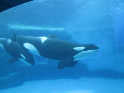 Image of killer whale