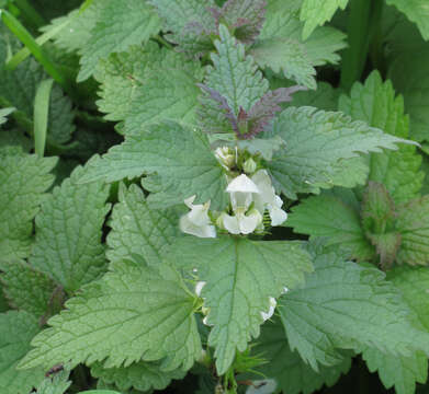 Image of white deadnettle