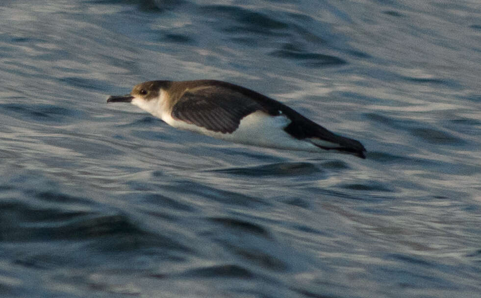 Image of Little Shearwater