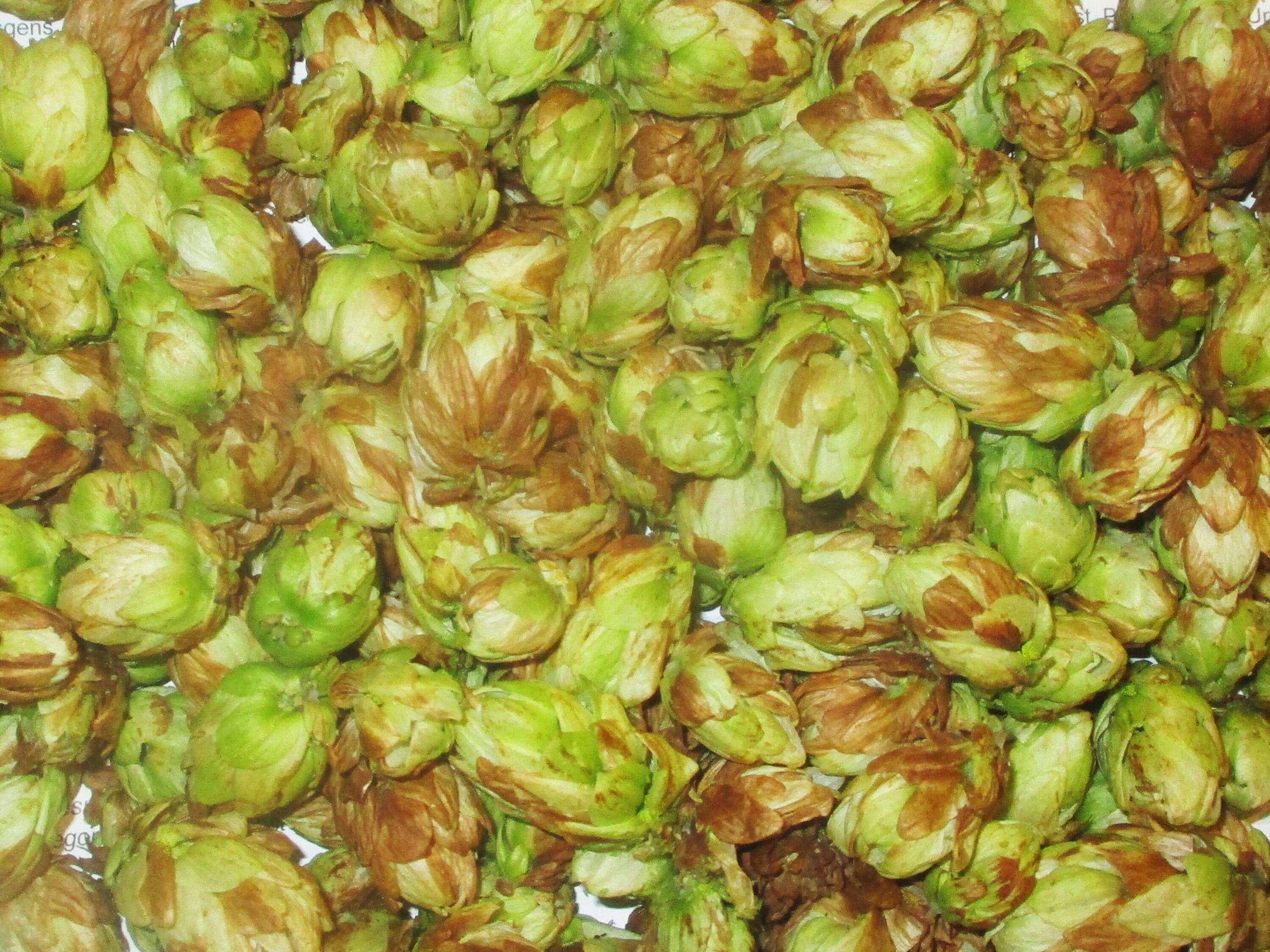 Image of common hop