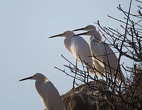 Image of Snowy Egret