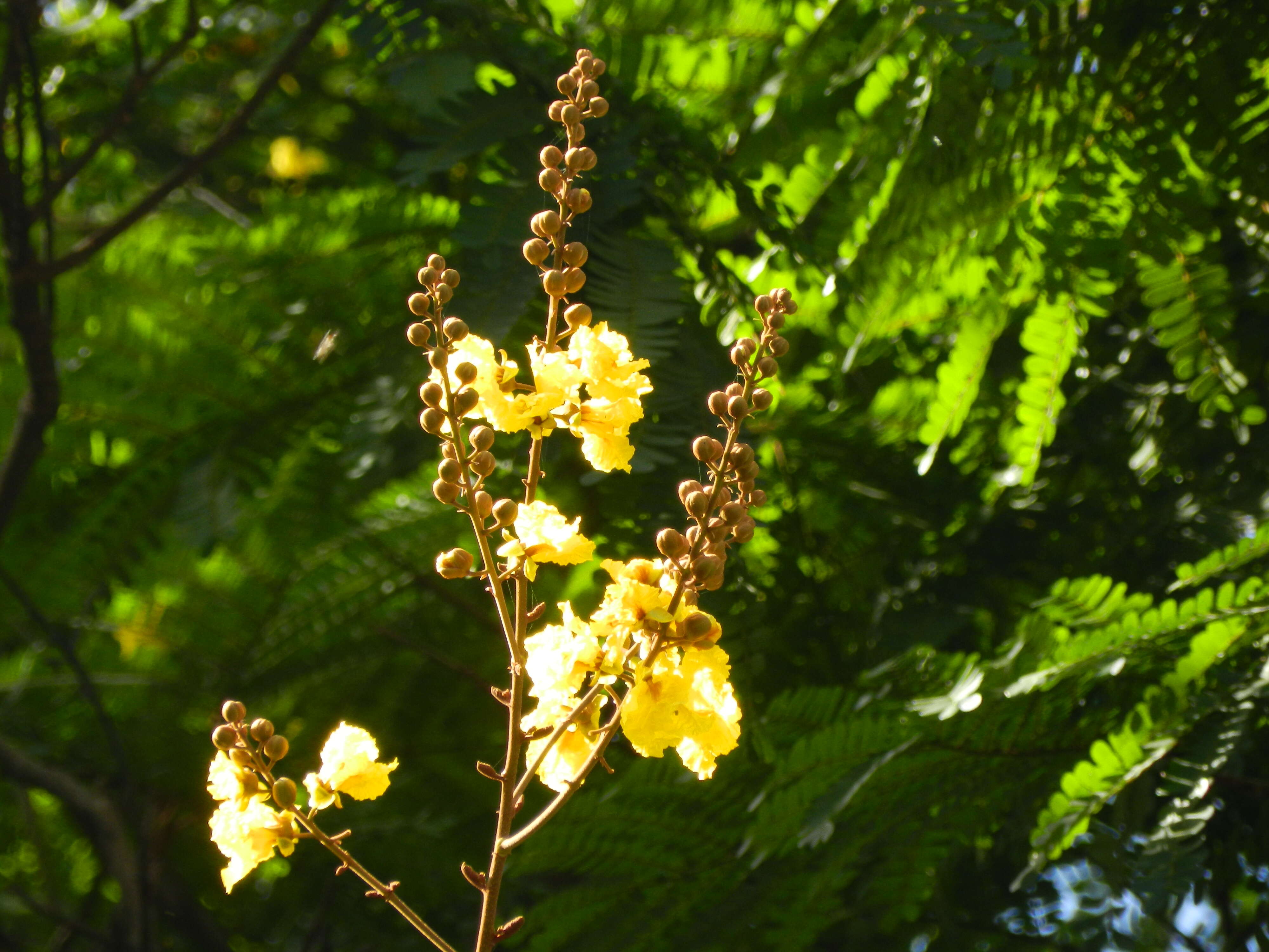 Plancia ëd Peltophorum pterocarpum (DC.) K. Heyne