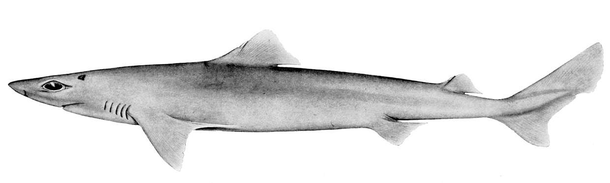 Image de Requin chagrin cagaou