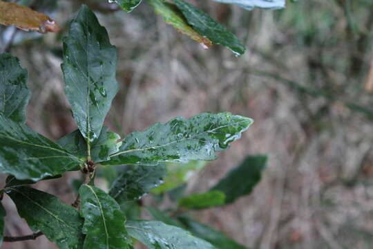 صورة Quercus turneri Willd.