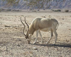 Image of Addax