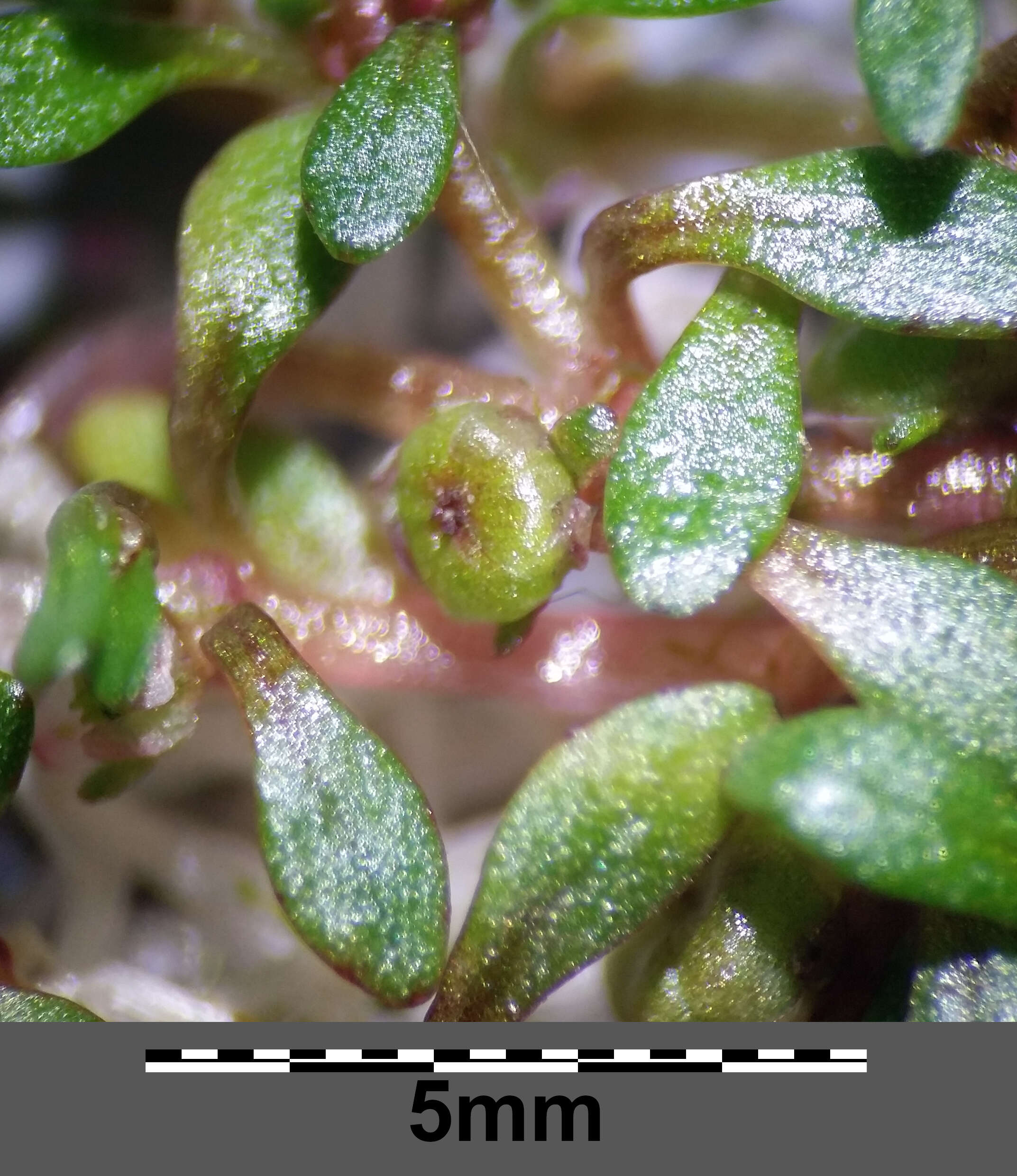 Image of eight-stamened waterwort