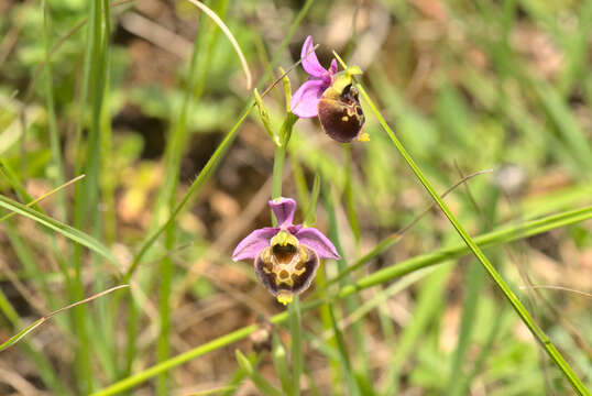 Image of late spider-orchid