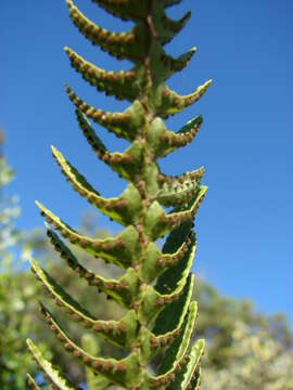 Image of sword ferns