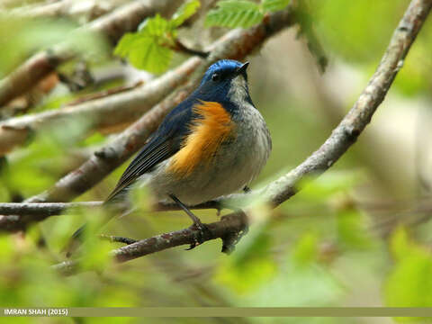 Image of Orange-flanked Bush-Robin