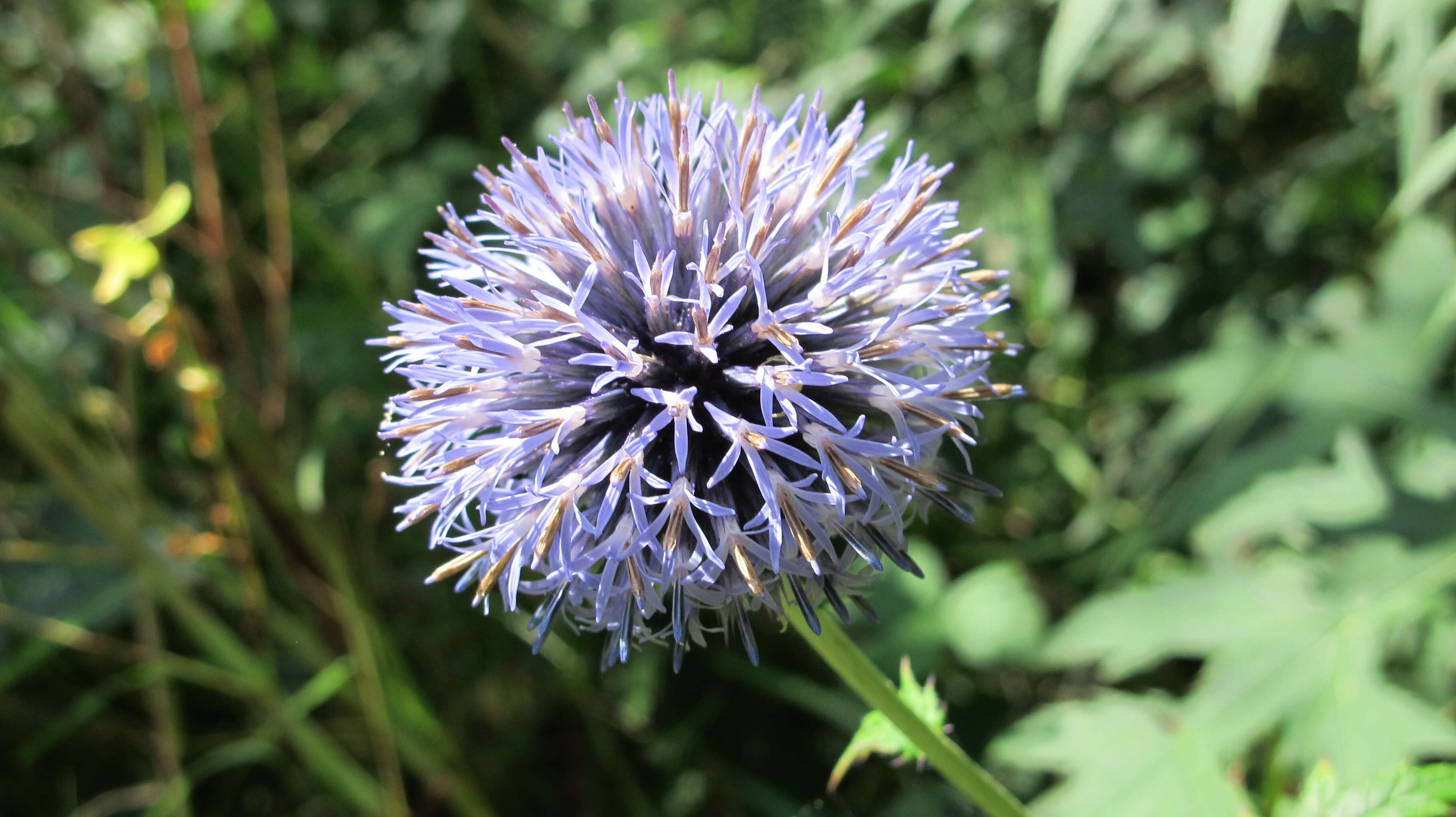 Image of tall globethistle