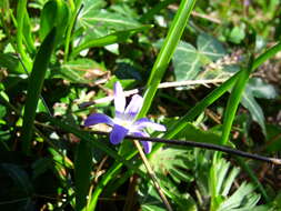 Image de Scilla luciliae (Boiss.) Speta