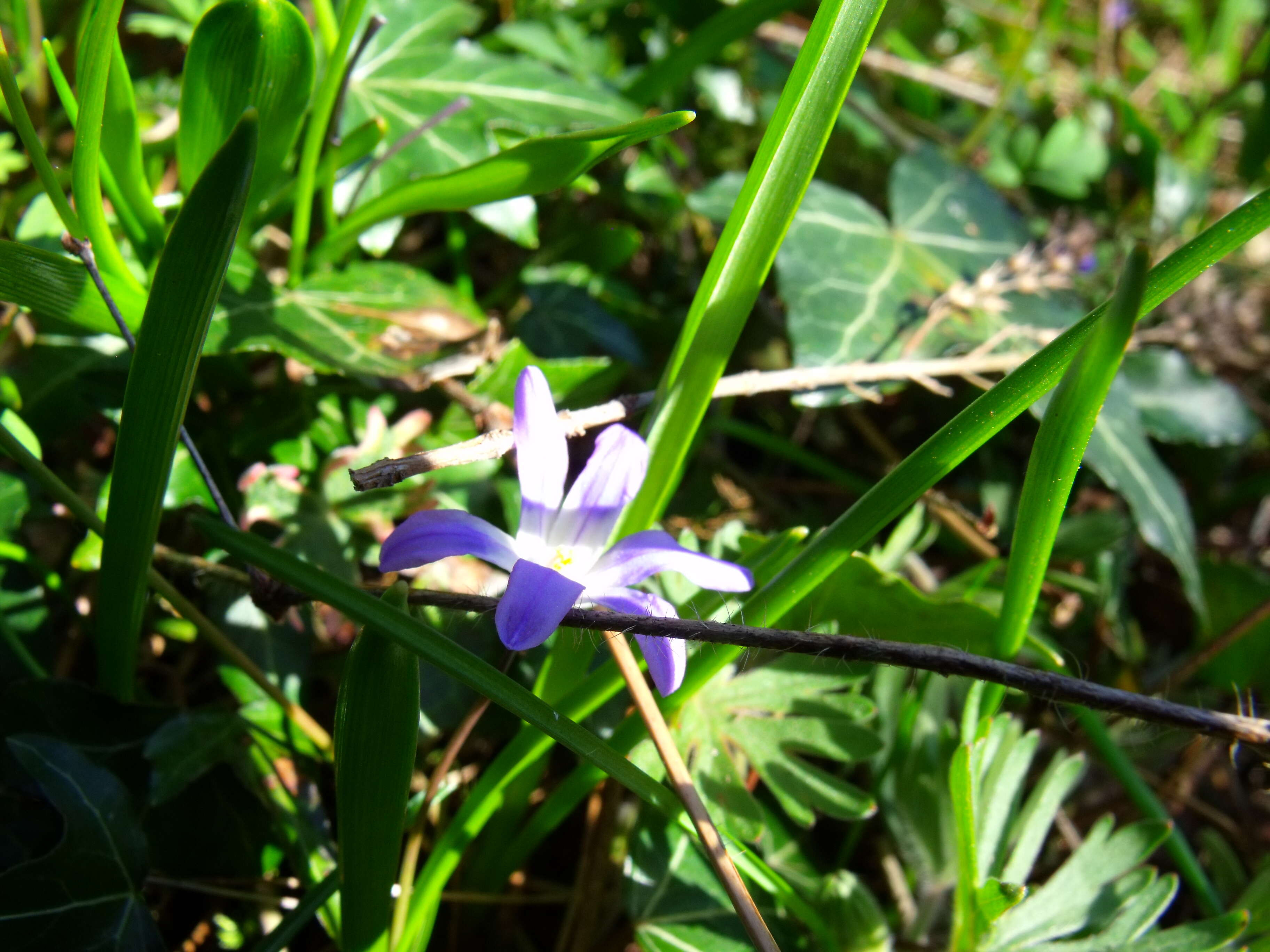 Image de Scilla luciliae (Boiss.) Speta